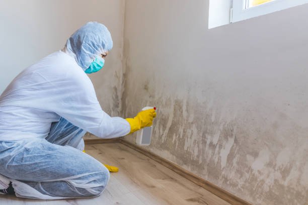 Licensed Mold Remediation service in Portland, MI - WQB Mold Removal